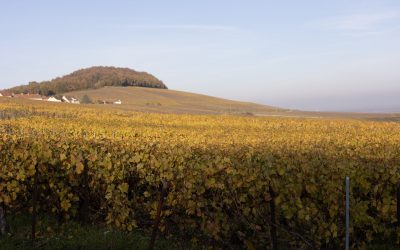 Quels sont les cépages champenois ? Les cépages uniques  du champagne