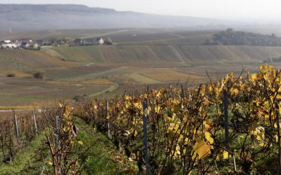 Le champagne bio et le champagne biodynamique : Explications et avis