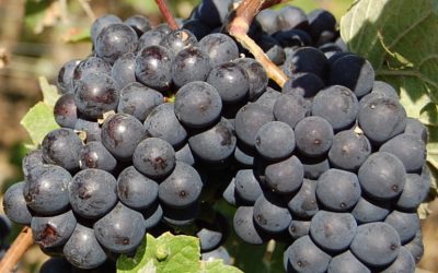 Pinot meunier : Lumière sur ce cépage de champagne